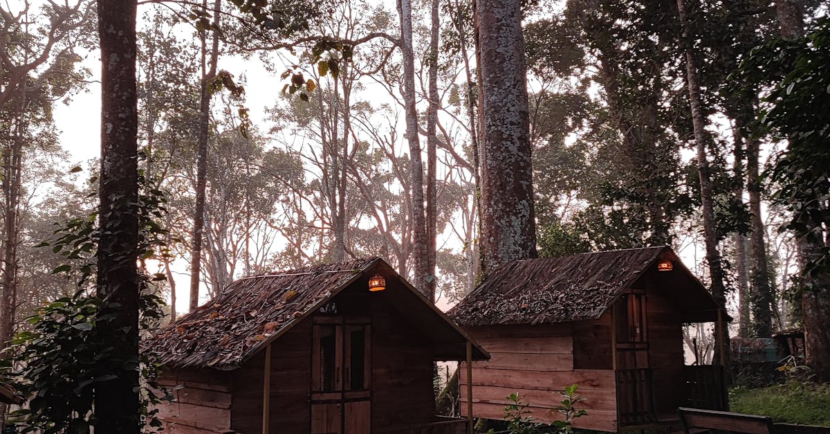Charming wooden cabins nestled in a lush Wayanad forest, perfect for a peaceful getaway.