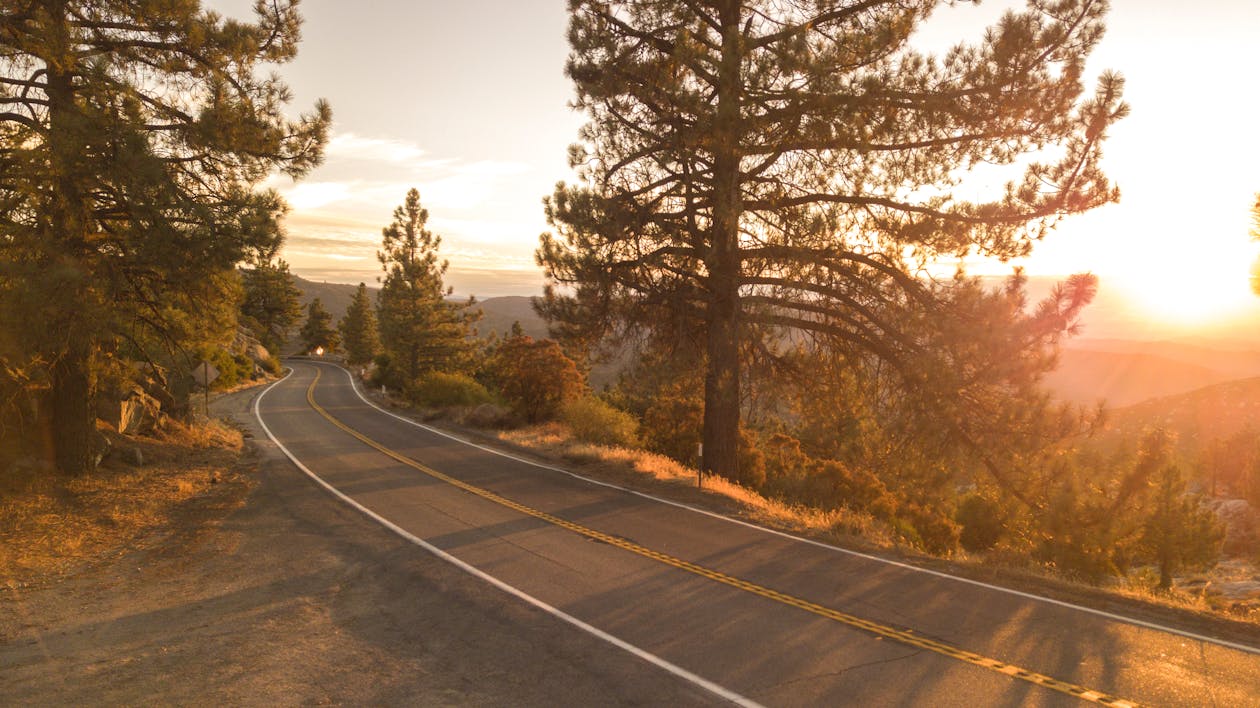 Concrete Road Between Trees