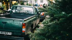 A green pickup truck parked outdoors near lush coniferous trees during daytime.
