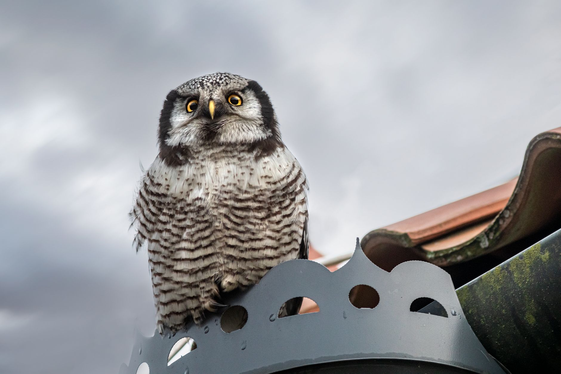 Stunning close-up of a Northern Hawk-Owl perched on a rooftop in Vääna, Estonia, showcasing wildlife beauty.