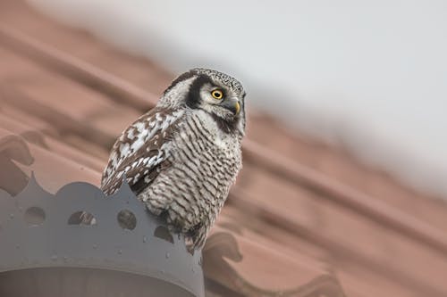Northern Hawk-Owl in Low Angle Shot