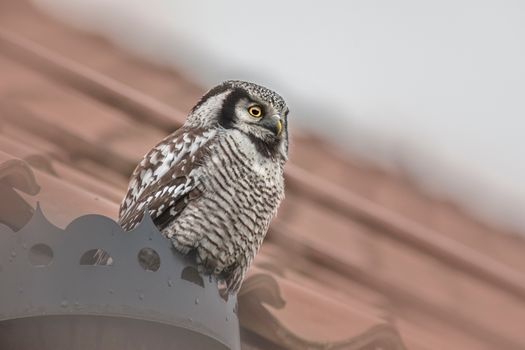 owl photo