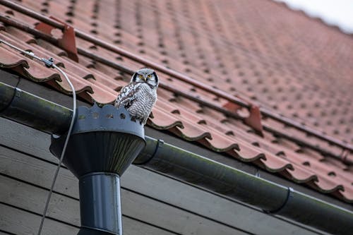 A Northern Hawk-Owl Perched on a Downspout