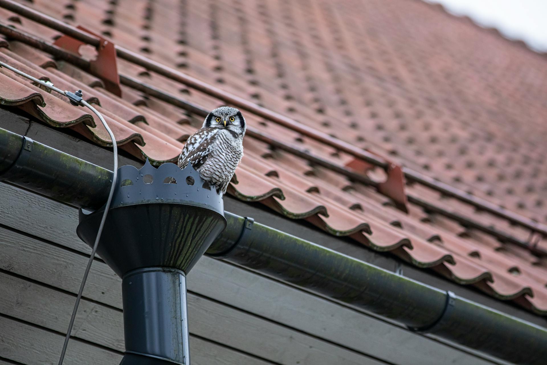 A Northern Hawk-Owl Perched on a Downspout