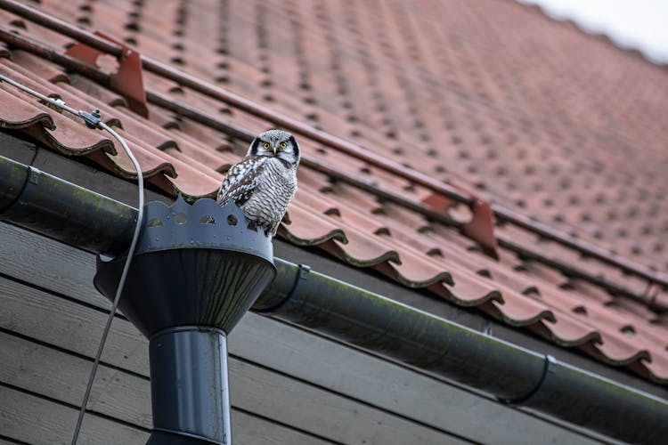 A Northern Hawk-Owl Perched On A Downspout