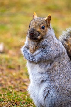 Charming close-up of an Eastern gray squirrel with vibrant fur, ideal for nature themes.
