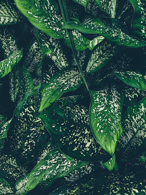 Close-up of Aglaonema Green Leaves with White Patches
