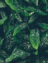 Green Leaves With Water Droplets