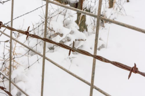 Foto profissional grátis de arame farpado, cerca, com frio