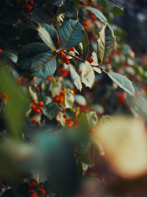 Free Close-up of a vibrant holly bush with red berries and green leaves, showcasing nature's beauty in Baltimore. Stock Photo