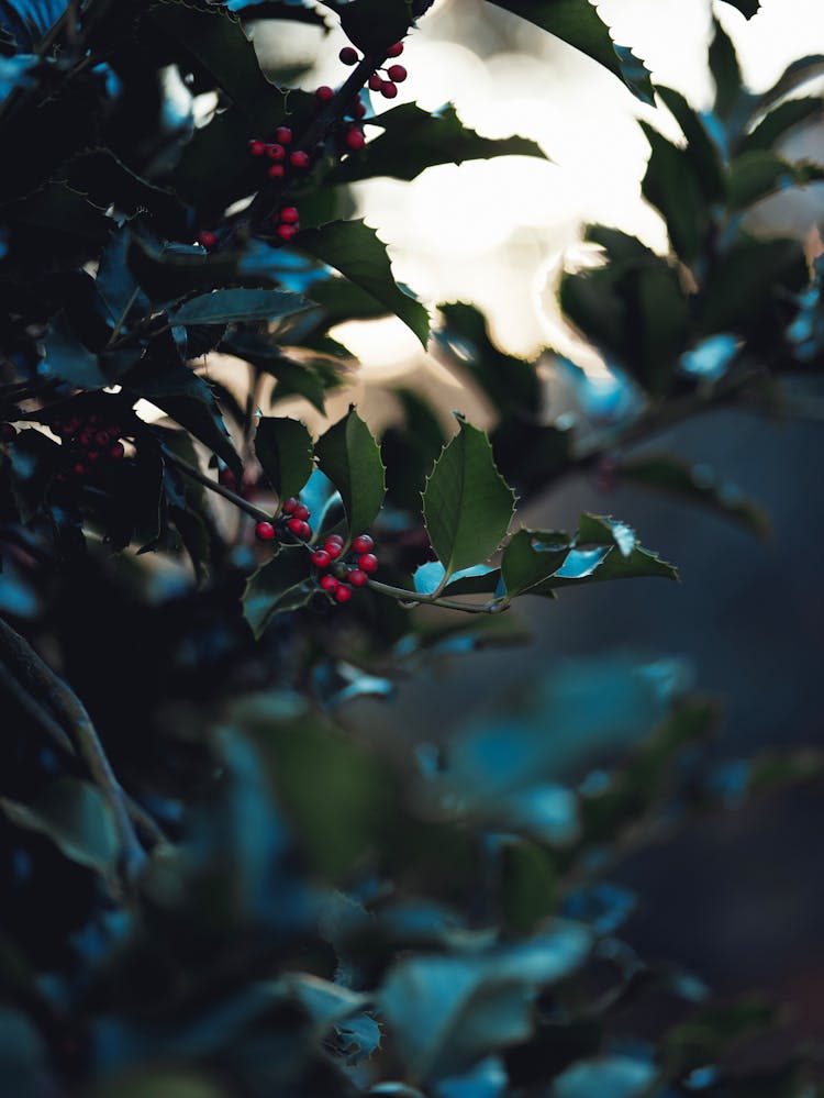 Close-up Of A Holly Plant