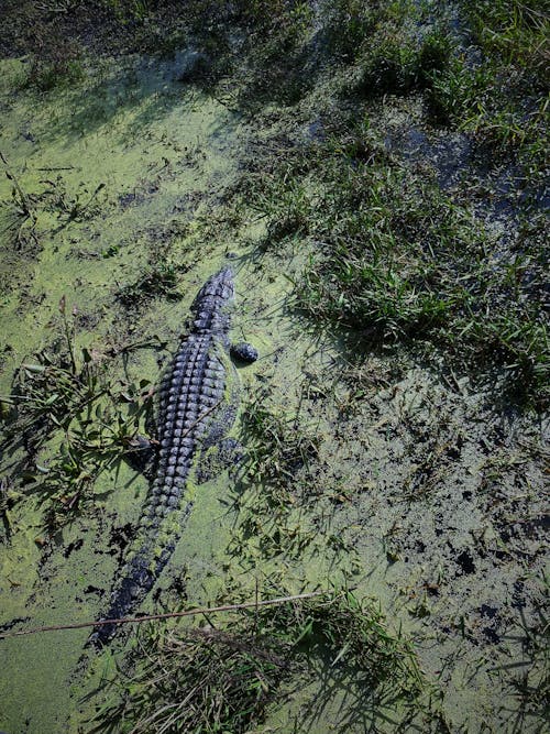 Black Crocodile on a Swamp