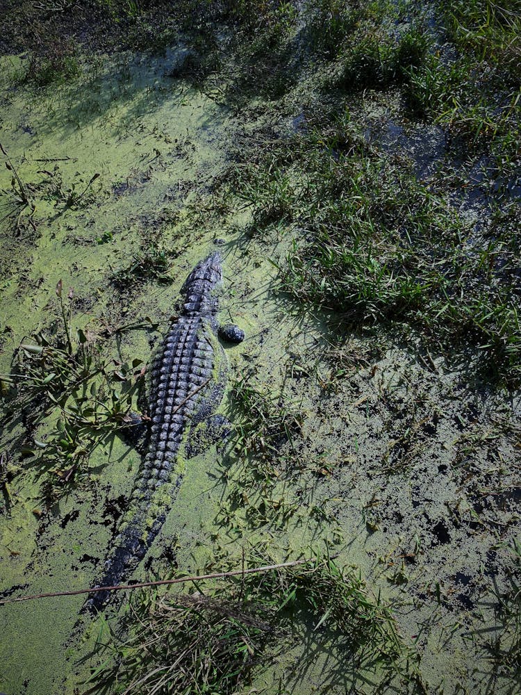 Black Crocodile On A Swamp