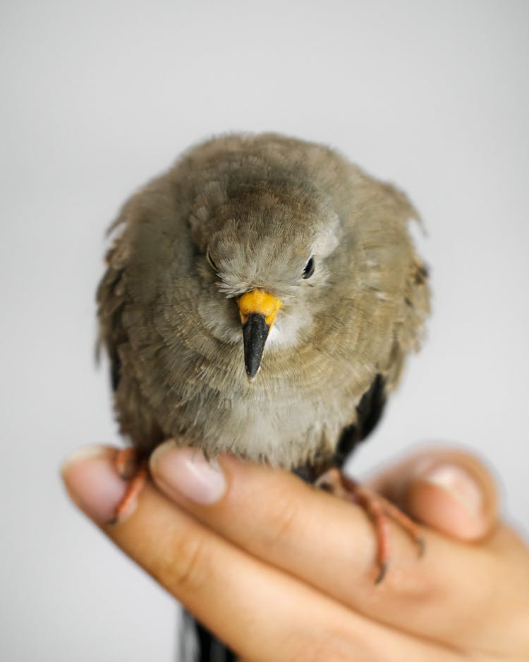 Bird Perching On Fingers