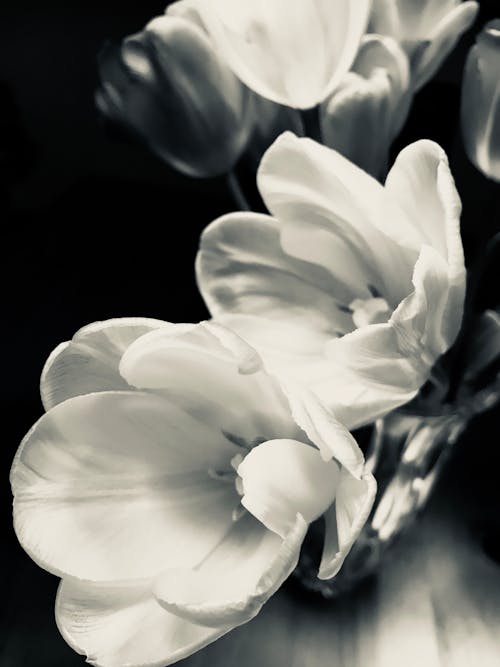 Foto profissional grátis de botânico, flor da primavera, fotografia da natureza