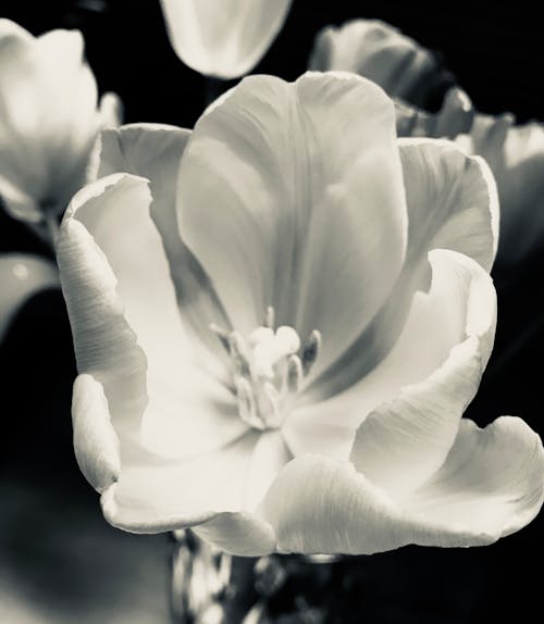 Foto profissional grátis de botânico, flores da primavera, fotografia da natureza
