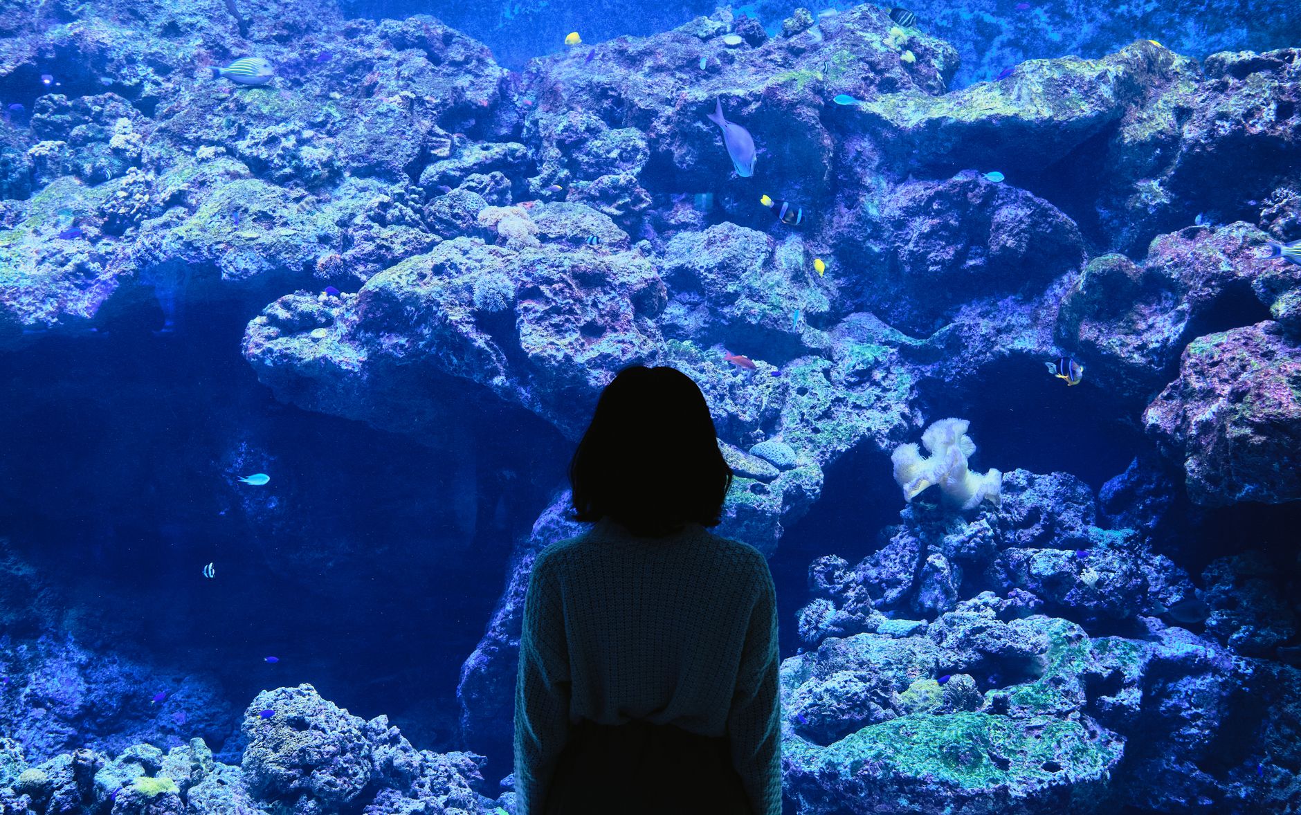 A woman gazes at colorful fish and coral in a vibrant aquarium display.