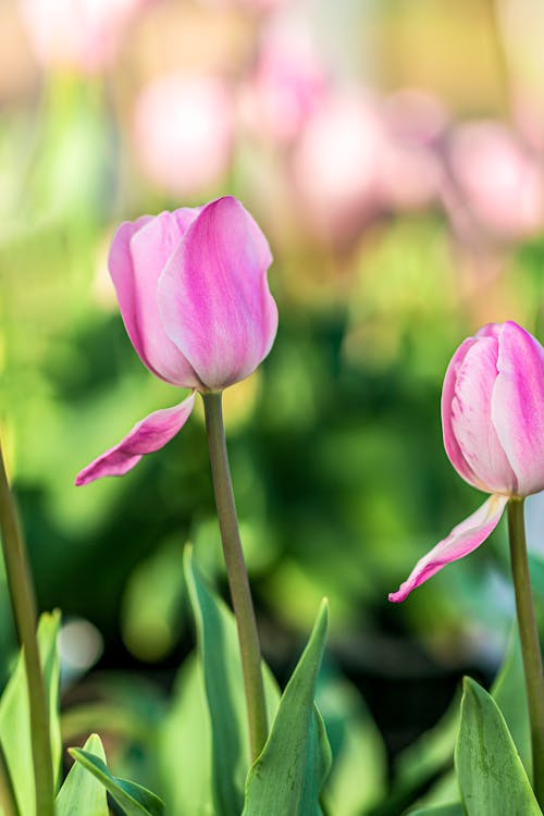 Free Pink Tulip Flowers in Close Up Photography Stock Photo