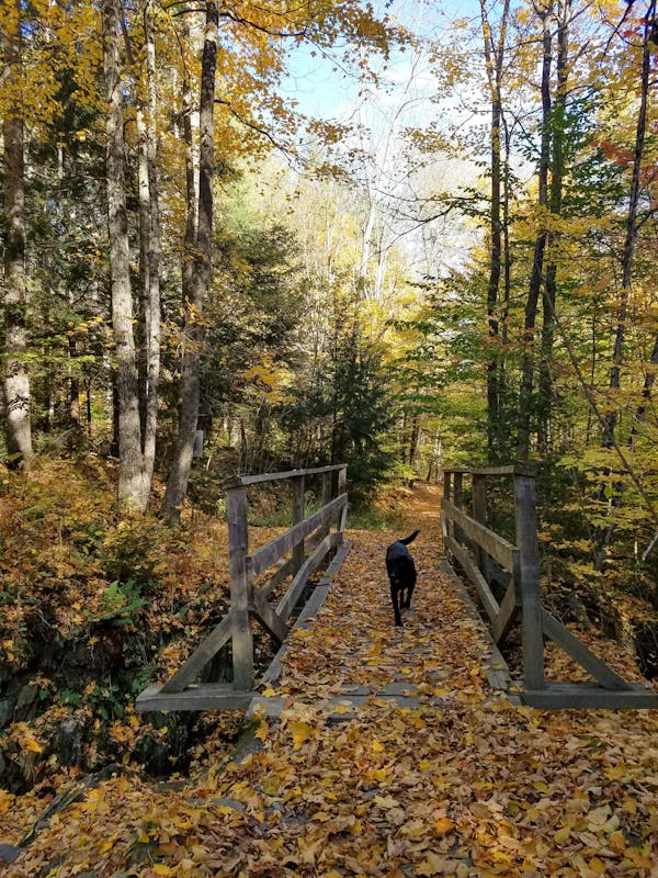 A Black Dog Walking on a Wooden Bridge