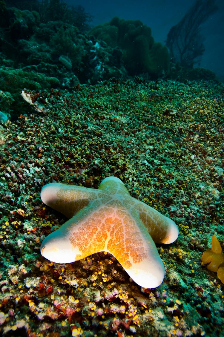 A Doughboy Starfish Underwater