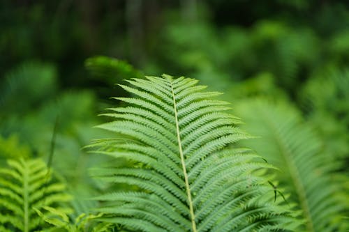 Free Green Leaves of a Fern Plant Stock Photo