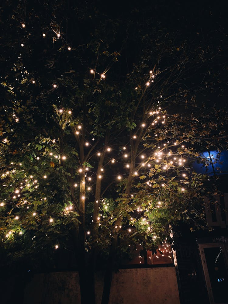 Tree In Christmas Lights