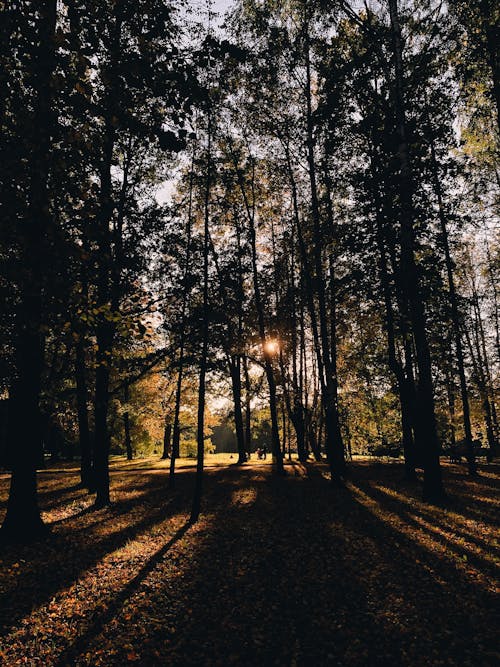 Fotobanka s bezplatnými fotkami na tému exteriéry, fotografia prírody, les