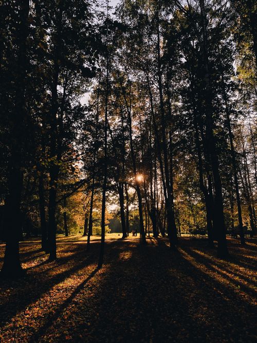 Free Captivating sunset view creating long shadows through a dense forest. Stock Photo