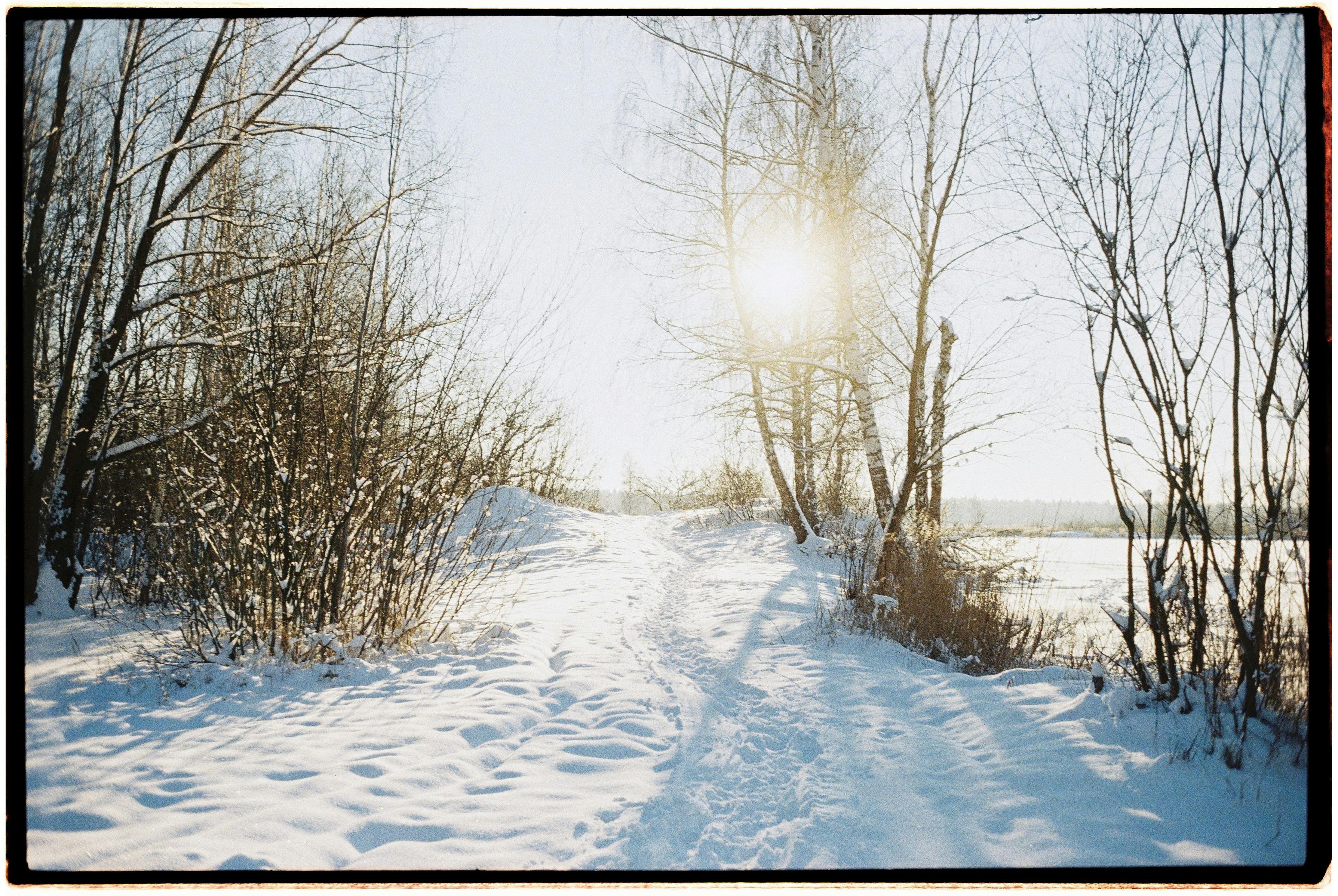 A serene winter morning with a snow-covered path through a bare tree forest, illuminated by warm sunrise light.