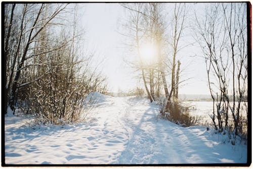 Gratuit Imagine de stoc gratuită din acoperit de zăpadă, câmp, codru Fotografie de stoc
