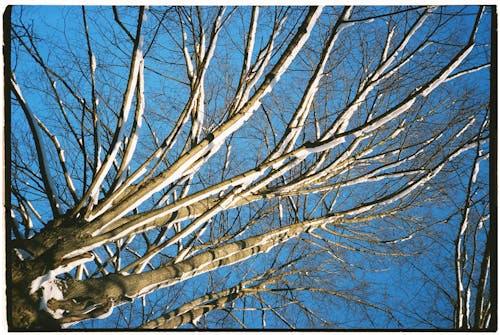 Fotobanka s bezplatnými fotkami na tému holý strom, príroda, sneh