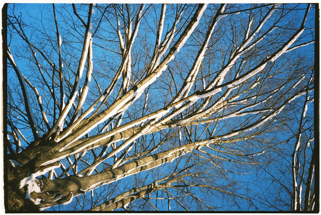 Trees Leaf Less Low-Angle Shot of a Leafless Tree · Free Stock Photo