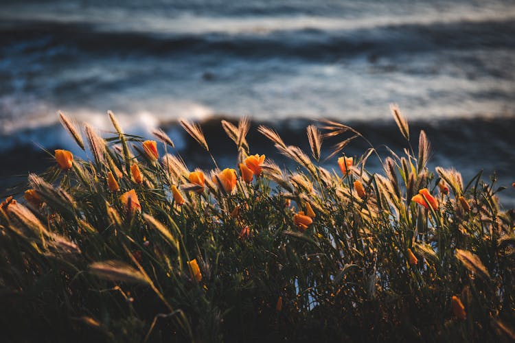 Photo Of Golden Flowers Beside Body Of Water