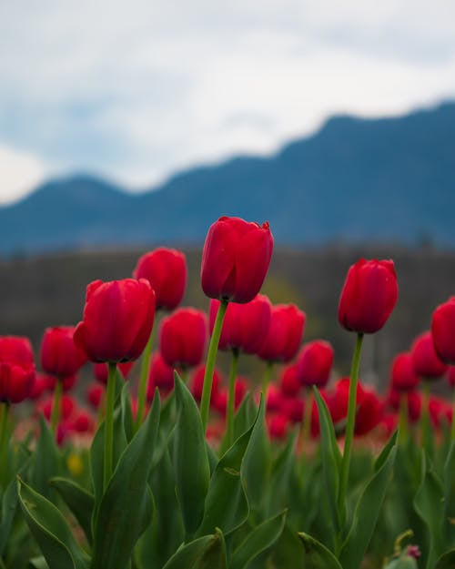 Základová fotografie zdarma na téma červené kytky, červené tulipány, detail