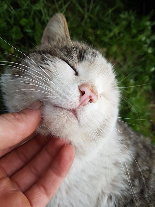 Základová fotografie zdarma na téma držení, fotografování zvířat, kočka domácí