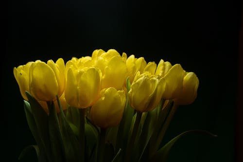 Ilmainen kuvapankkikuva tunnisteilla hauras, kasvikunta, keltaiset kukat