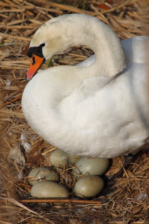 Darmowe zdjęcie z galerii z anatidae, anseriformes, fotografia ptaków