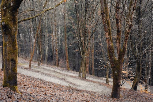 Leafless Trees in the Forest