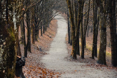 Photos gratuites de arbres, arbres nus, arbres sans feuilles