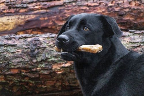Free Close-up of a black Labrador Retriever holding a bone in its mouth against a natural outdoor backdrop. Stock Photo