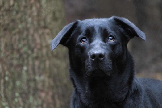 Close-Up Shot of a Black Dog 