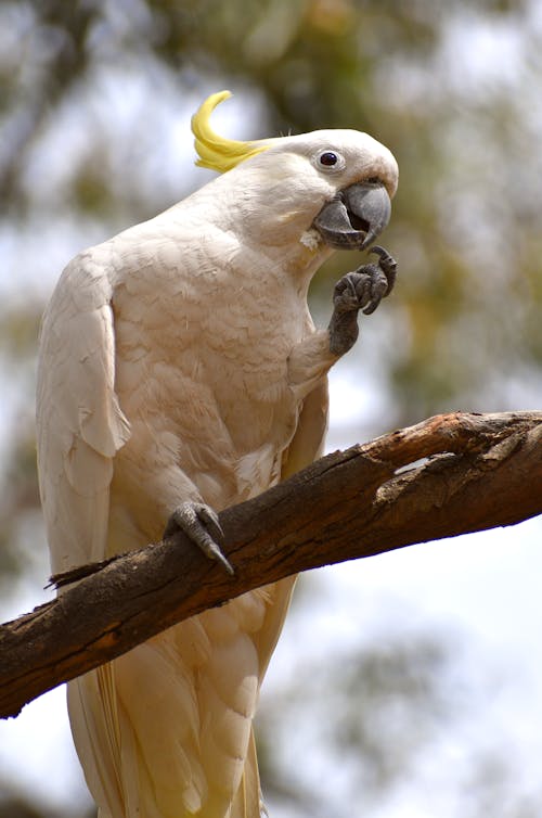 Close-Up Photo of White Parrot Perched on Tree Branch