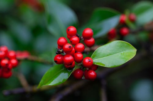 Close-Up Shot of Red Berries on the Tree