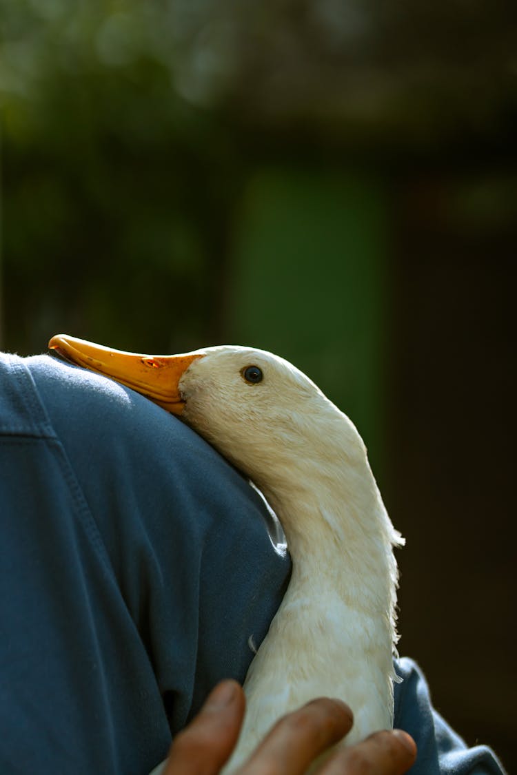 Goose Resting Against Man Arm 