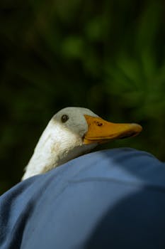A charming close-up of a white duck with an orange beak outdoors.