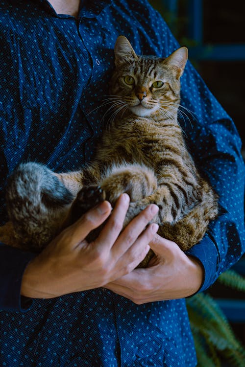 Free Person Holding Tabby Cat in their Arms Stock Photo