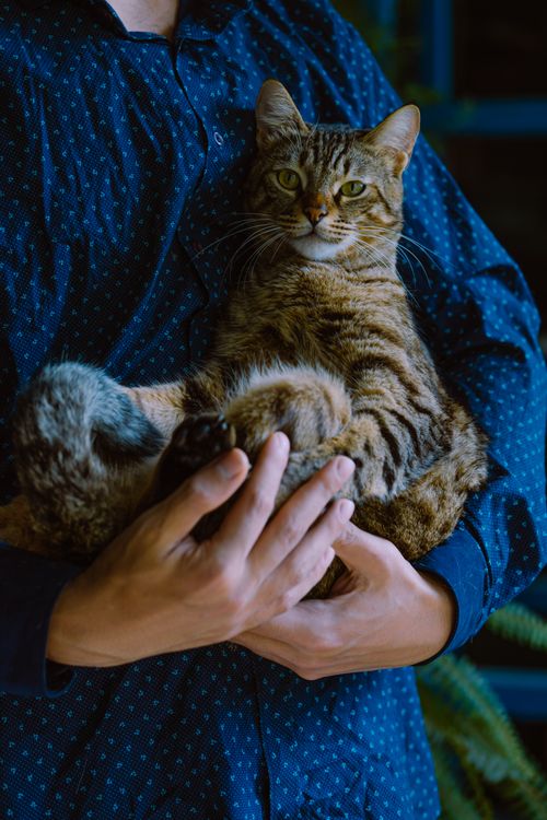 Free A tabby cat being affectionately held by a person wearing a patterned shirt, indoors. Stock Photo
