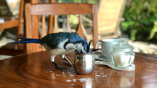 Free Bird Beside Container on the Table Stock Photo