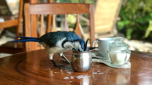 Bird Beside Container on the Table