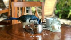 Bird Beside Container on the Table